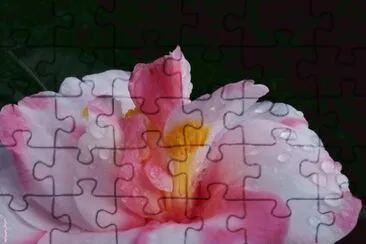 Imagenes jigsaw puzzle