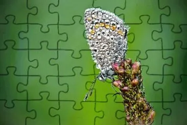 Imagenes jigsaw puzzle