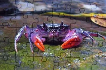 Purple Crab-Palawan Island jigsaw puzzle