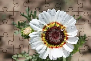 f jigsaw puzzle