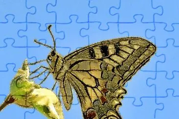 f jigsaw puzzle