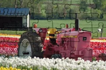 rosado jigsaw puzzle