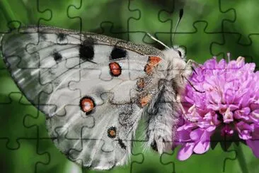 Papallona jigsaw puzzle