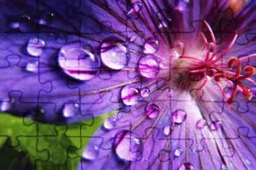 Water Drops on Flower-Art jigsaw puzzle