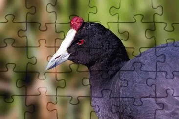 פאזל של Focha Cornuda