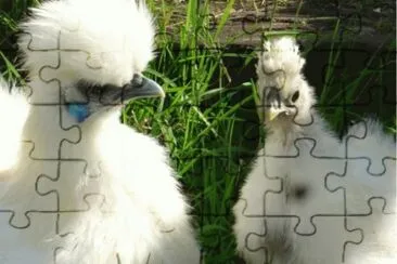 פאזל של Gallina Japonesa sedosa