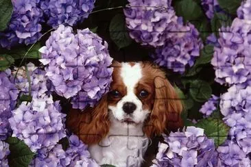 Dog in the Purple Flowers