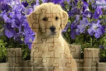 Labrador Puppy and Purple Flowers jigsaw puzzle