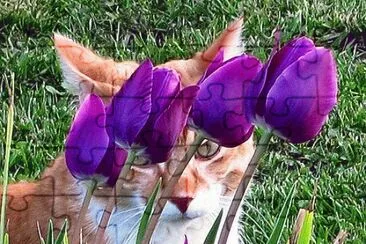 Peek-A-Boo Cat in Tulips jigsaw puzzle