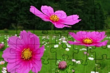 flores