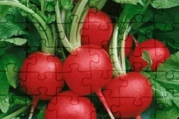 legumes