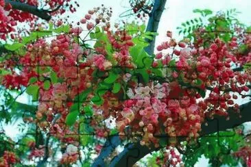 פאזל של Imagenes