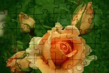 Imagenes