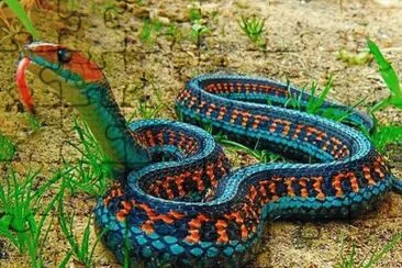 California Red Sided Garter Snake