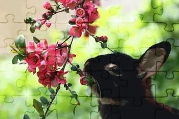 Imagenes jigsaw puzzle