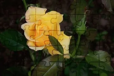 Imagenes