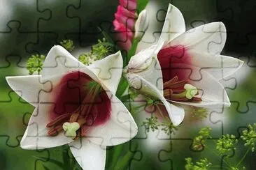 Imagenes jigsaw puzzle