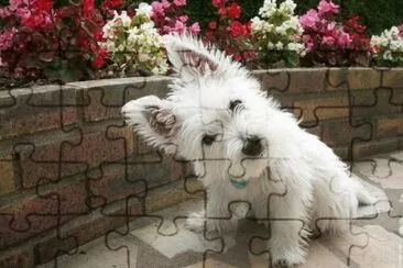 Imagenes jigsaw puzzle