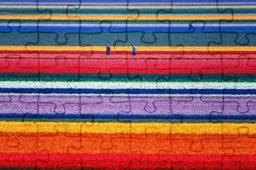 tulip fields-holland jigsaw puzzle