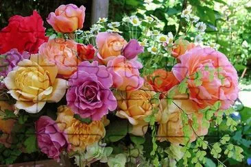 Imagenes jigsaw puzzle