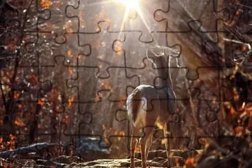 Arkansas deer