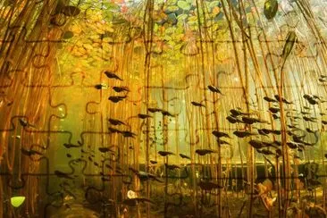 פאזל של Canadian swamp