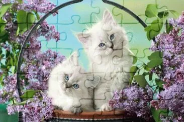 White Kittens in Basket jigsaw puzzle