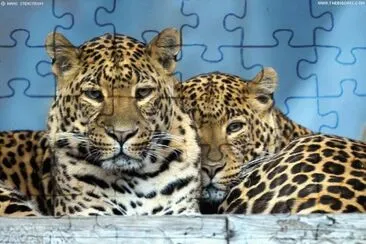 leopardos
