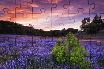 lupine dreams