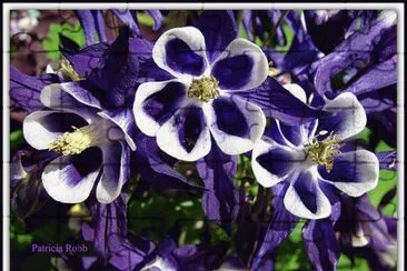 Very Pretty Flowers jigsaw puzzle