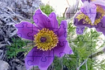 Pulsatilla Vulgaris-Pasque Flower jigsaw puzzle