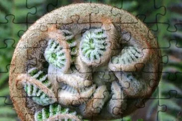 fern fronds jigsaw puzzle