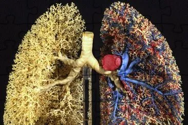 fractal lungs