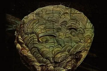 hornets nest