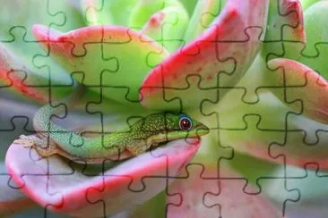 פאזל של lagarto