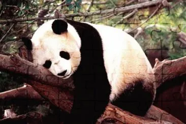 Imagenes jigsaw puzzle