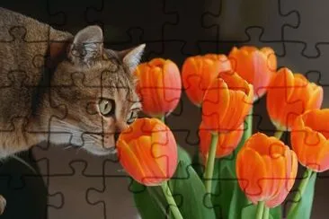 Imagenes jigsaw puzzle