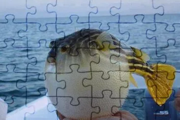 Imagenes jigsaw puzzle