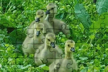 Imagenes jigsaw puzzle