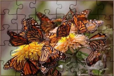 Imagenes jigsaw puzzle