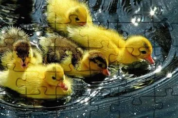 Imagenes