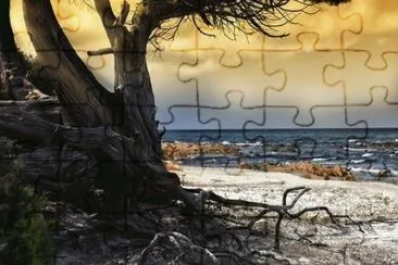 Old tree and the sea