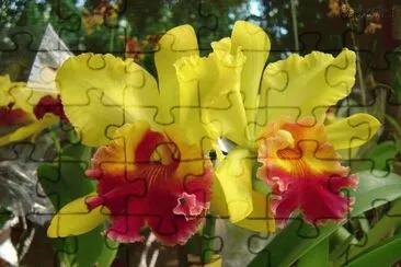flores jigsaw puzzle