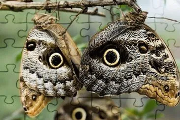 Mariposas BÃºho jigsaw puzzle