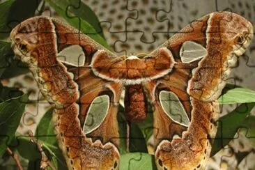 פאזל של Mariposas Nocturnas - Colombia