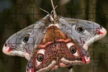 Mariposas Nocturnas jigsaw puzzle