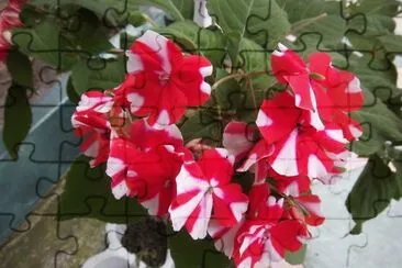 flores