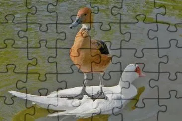 ImÃ¡genes jigsaw puzzle