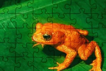 ImÃ¡genes jigsaw puzzle
