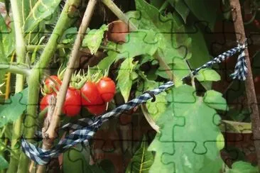 tomates